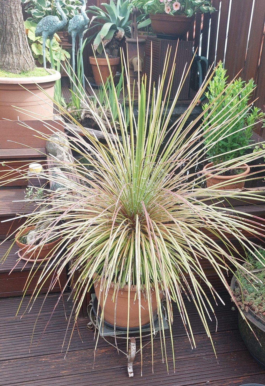 Prachtige Dasylirion Mexicaanse grasboom, Ophalen, Bloeit niet, Overige soorten, Volle zon