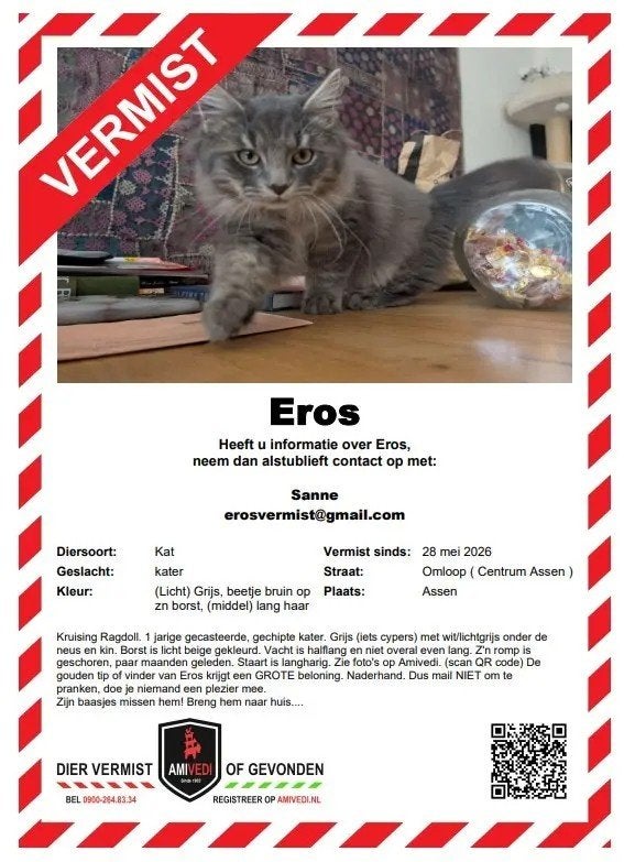Vermist - onze jonge grijze kater Eros in Assen, Dieren en Toebehoren, Kat