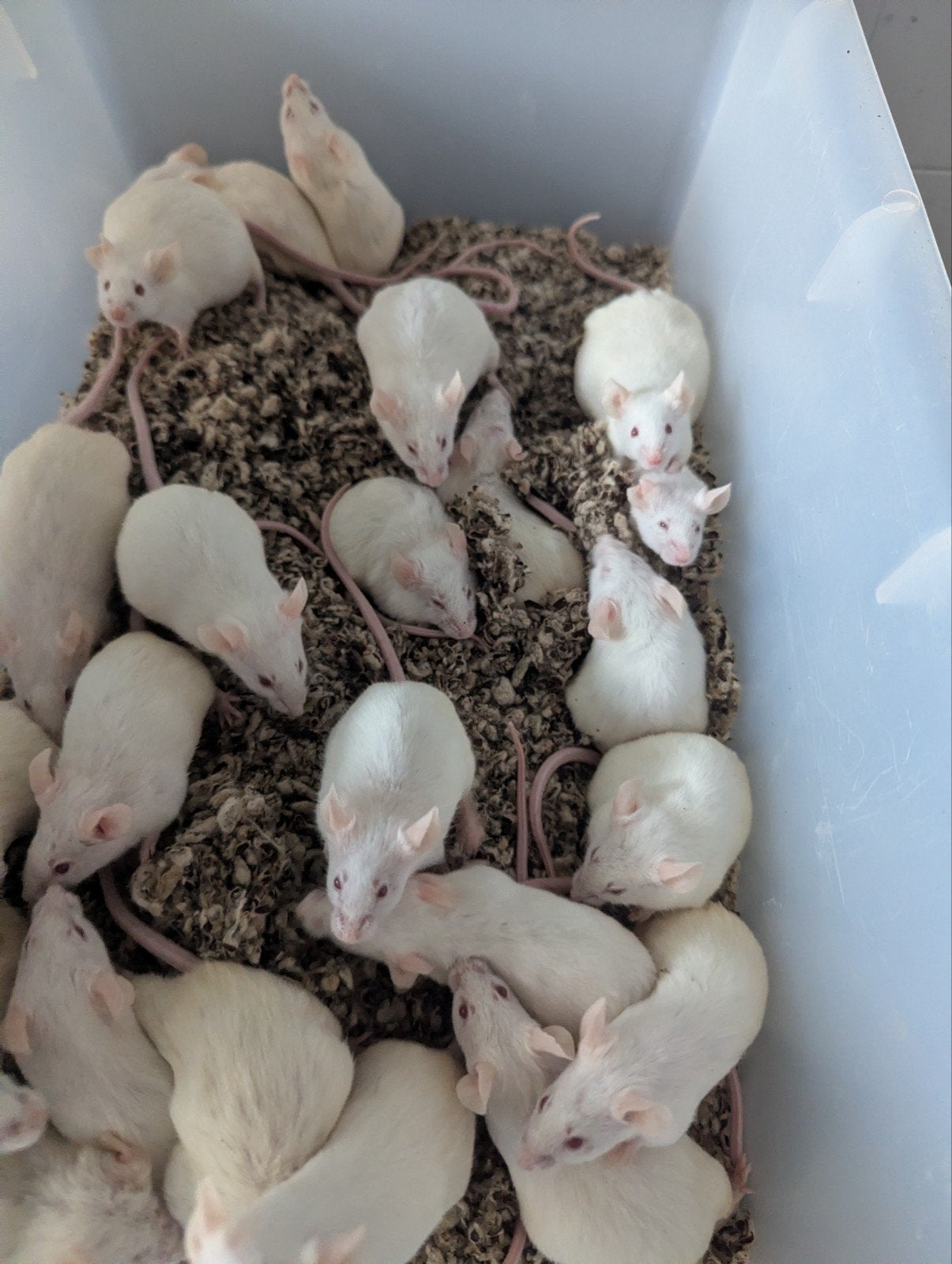Te koop voermuizen, Ophalen