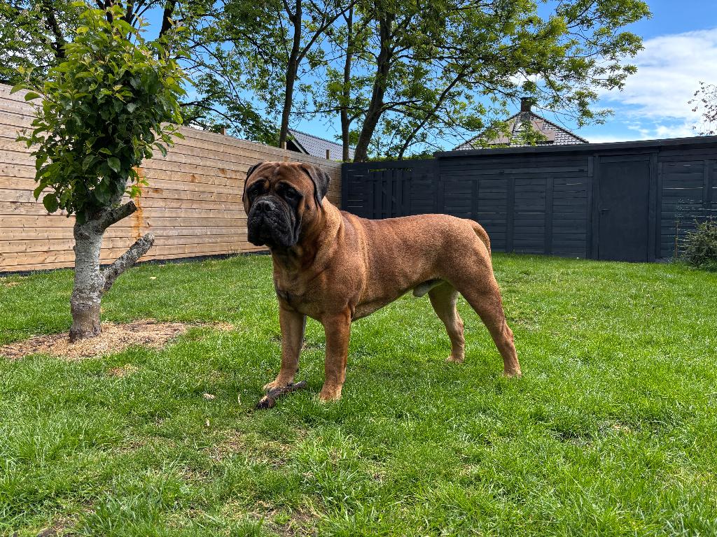Bullmastiff Bull mastiff Dekreu met stamboom, Parvo, Reu, 1 tot 2 jaar, Meerdere