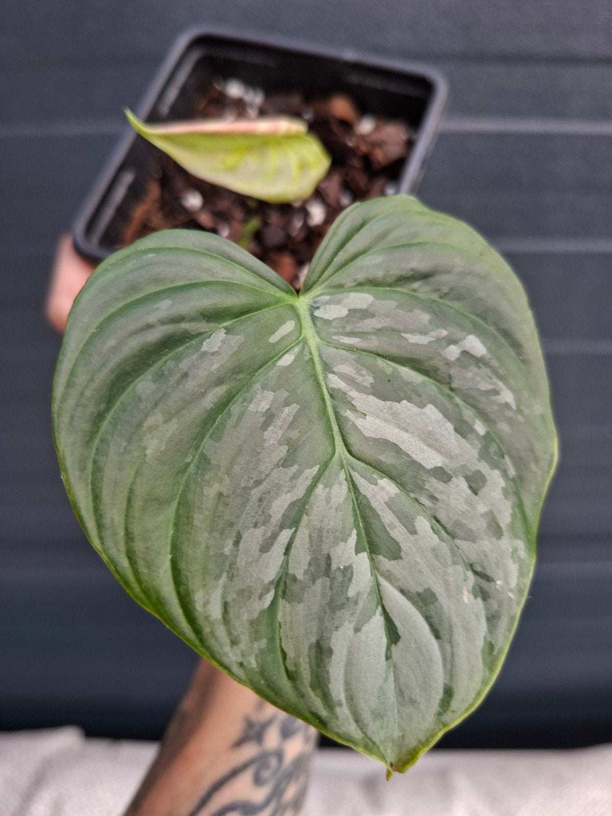 Philodendron Majestic stekje, Ophalen