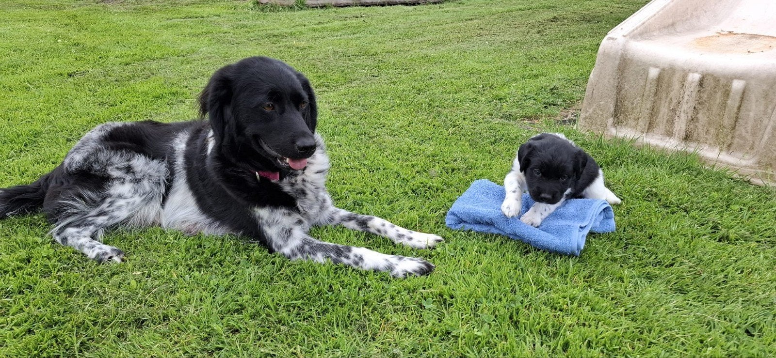 Friese stabij puppy's, Dieren en Toebehoren, Honden | Niet-rashonden, Middel, Meerdere dieren, Particulier, Meerdere, Nederland