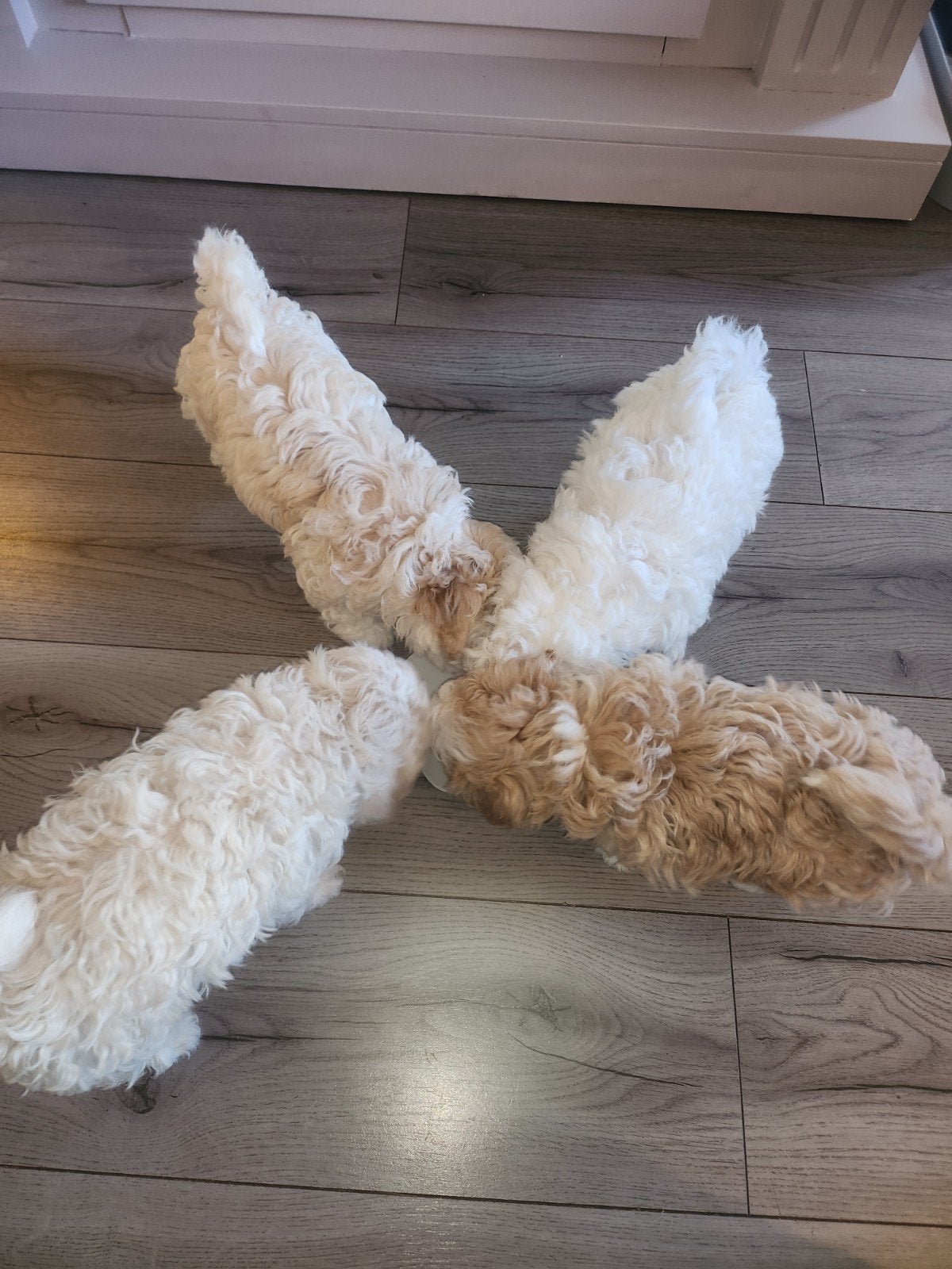 Prachtige superschattige Maltipoo pups te koop, 8 tot 15 weken, CDV (hondenziekte), Meerdere, Nederland