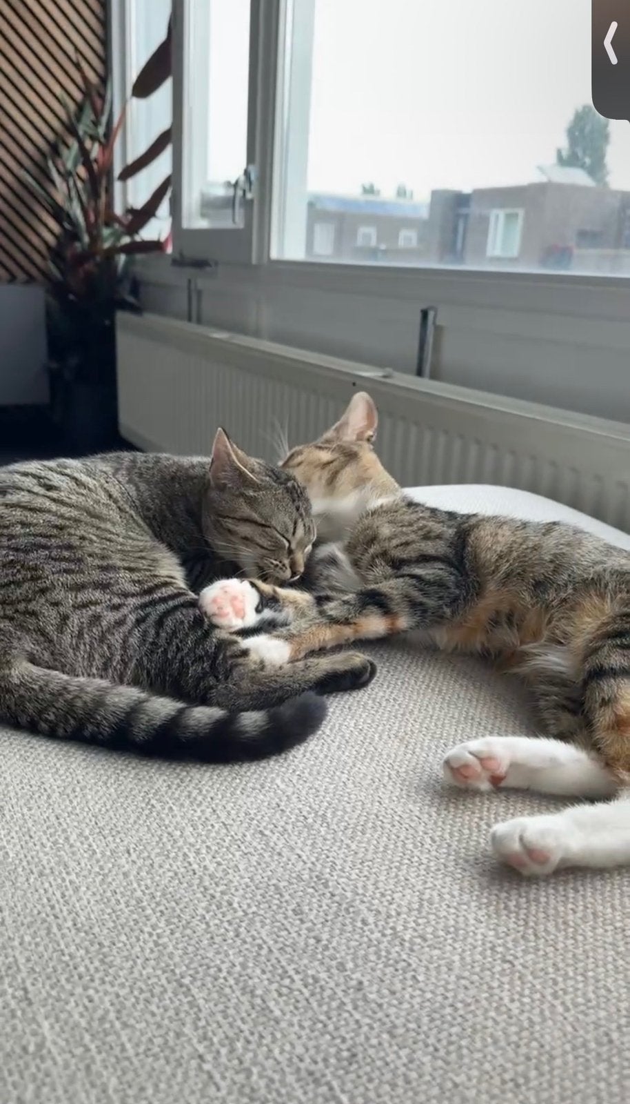 Gratis poezen 2 jaar oud, Poes