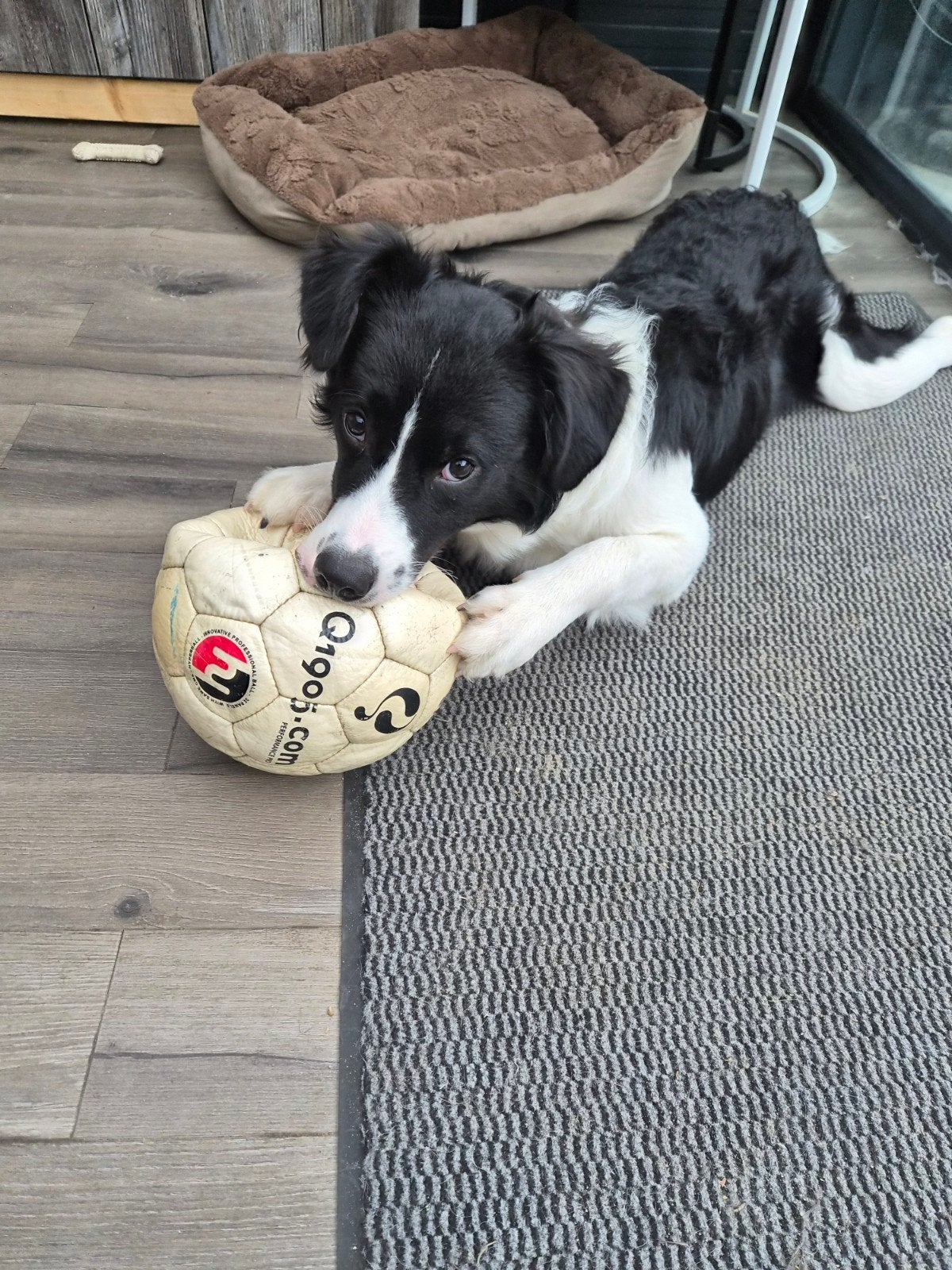 herplaatsing pup, Dieren en Toebehoren, Honden | Herdershonden en Veedrijvers, 15 weken tot 1 jaar, Reu, Eén hond, Herder