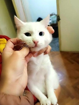 FROSTY 3jr. super sociaal/onderzoekend/wil slapen bij baasje, Kater, Kortharig, 3 tot 5 jaar