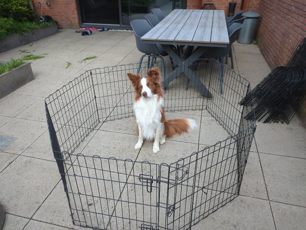 Amazon Basics puppyren 61cm, Ophalen, Minder dan 65 cm, Hondenhok, 110 cm of meer