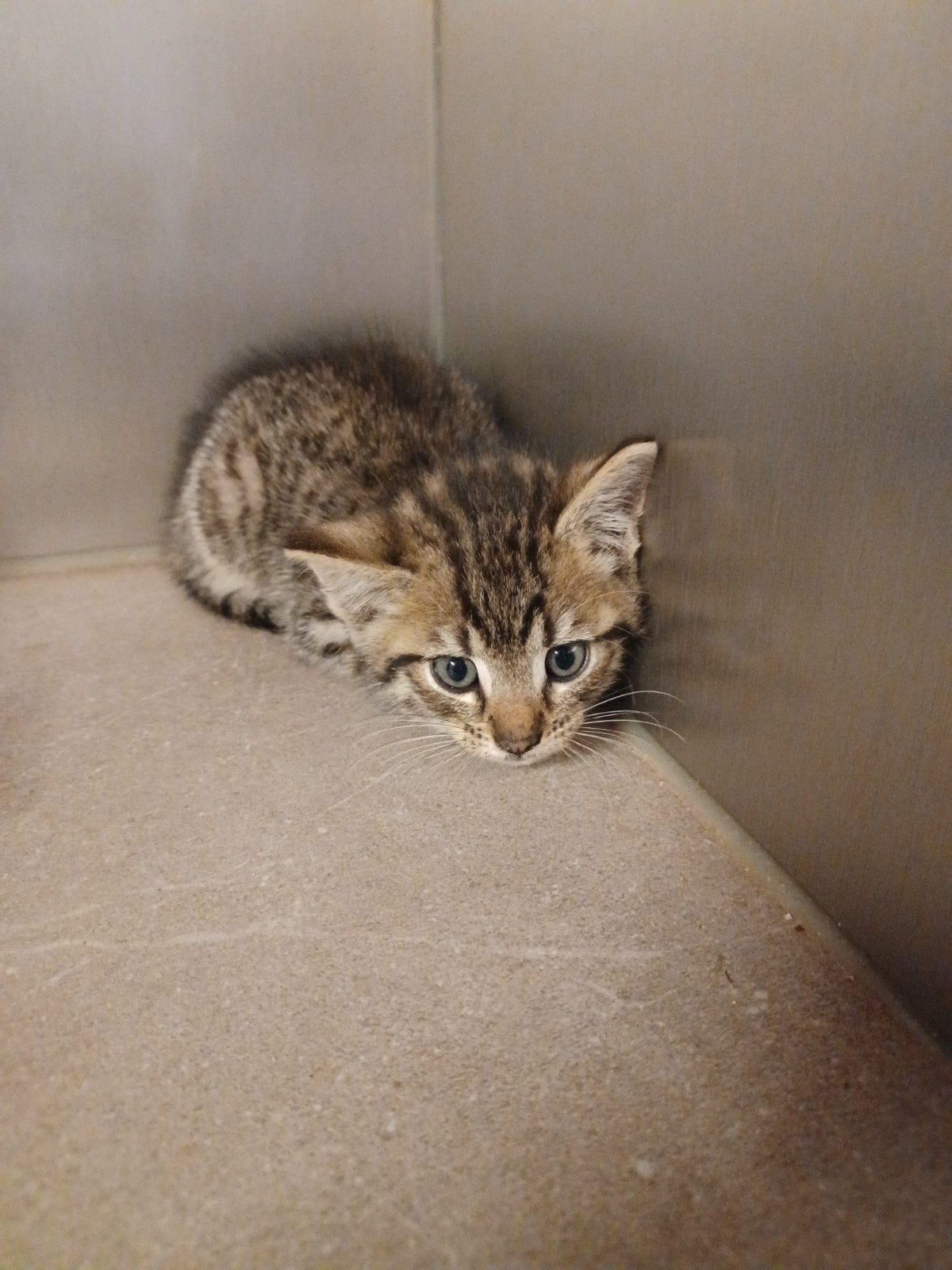 Boerderijkatten, Poes