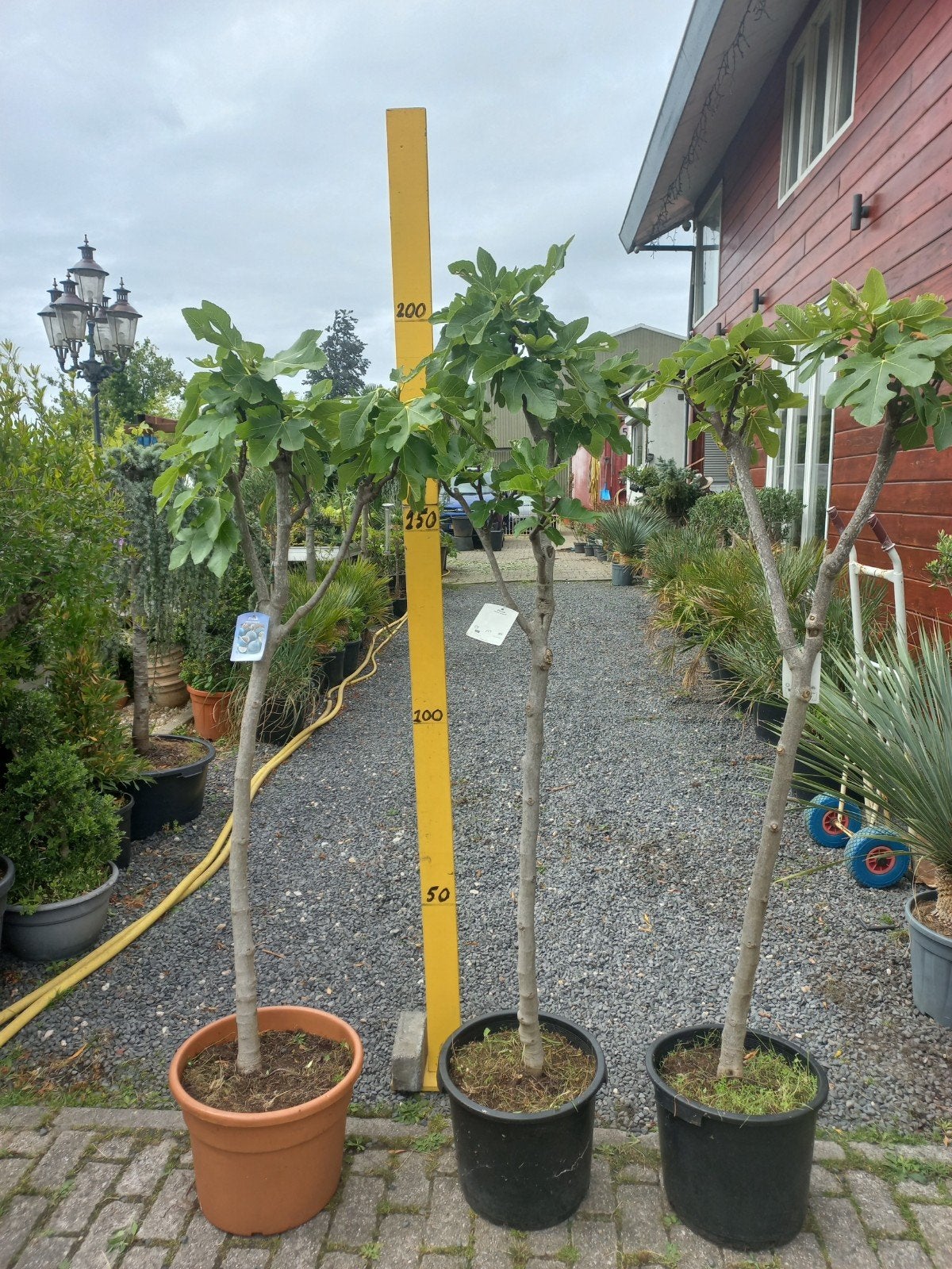 Vijgenboom (Ficus carica), Overige soorten, Lente, 100 tot 250 cm, Ophalen