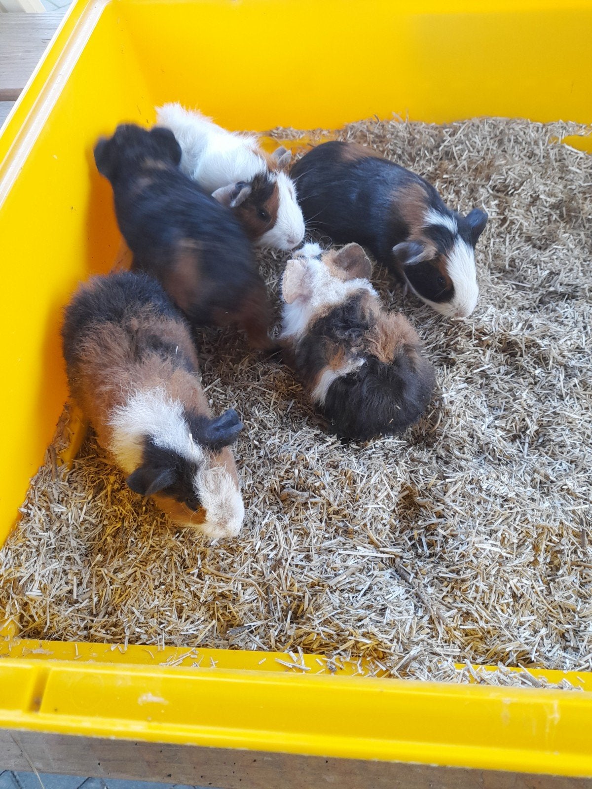 cavia's, Dieren en Toebehoren, September, Meerdere dieren, Cavia