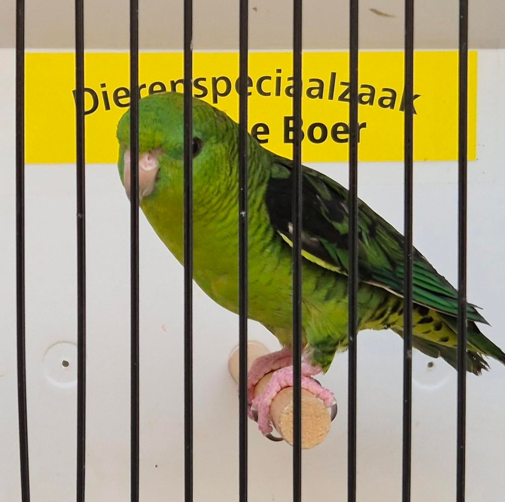 Groene catharina parkiet man, Dieren en Toebehoren, Vogels | Parkieten en Papegaaien, Mannelijk, Parkiet