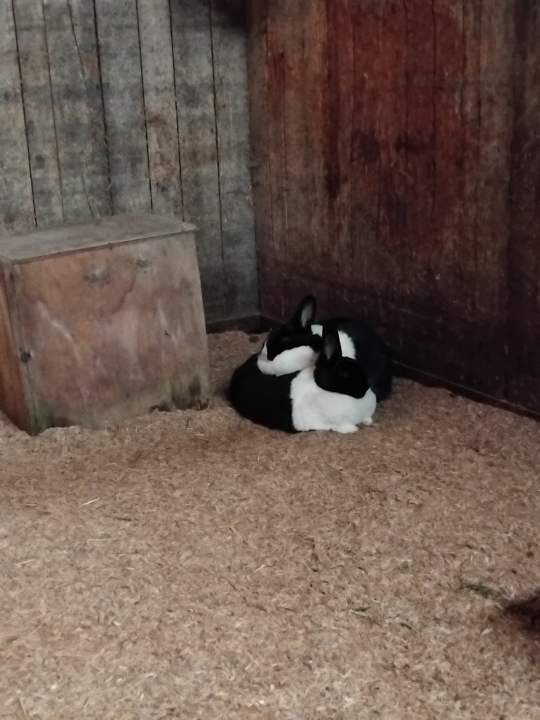2 mooie vrouwtjes konijnen te koop, Dieren en Toebehoren, Vrouwelijk, Middelgroot