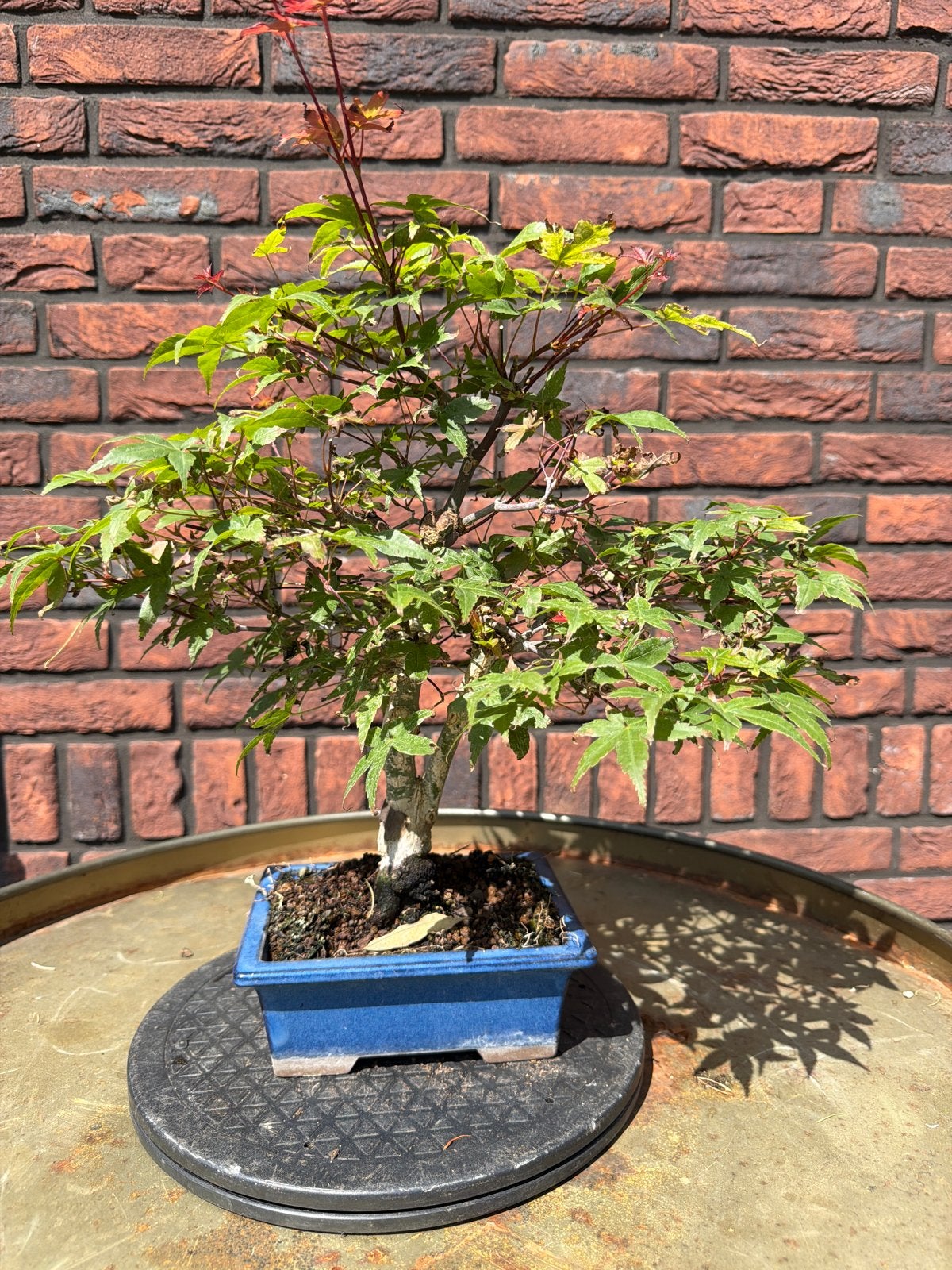 Acer Deshojo Bonsai 32 cm in Blauwe Bonsaipot, Vaste plant, Bloeit niet, Halfschaduw, Ophalen