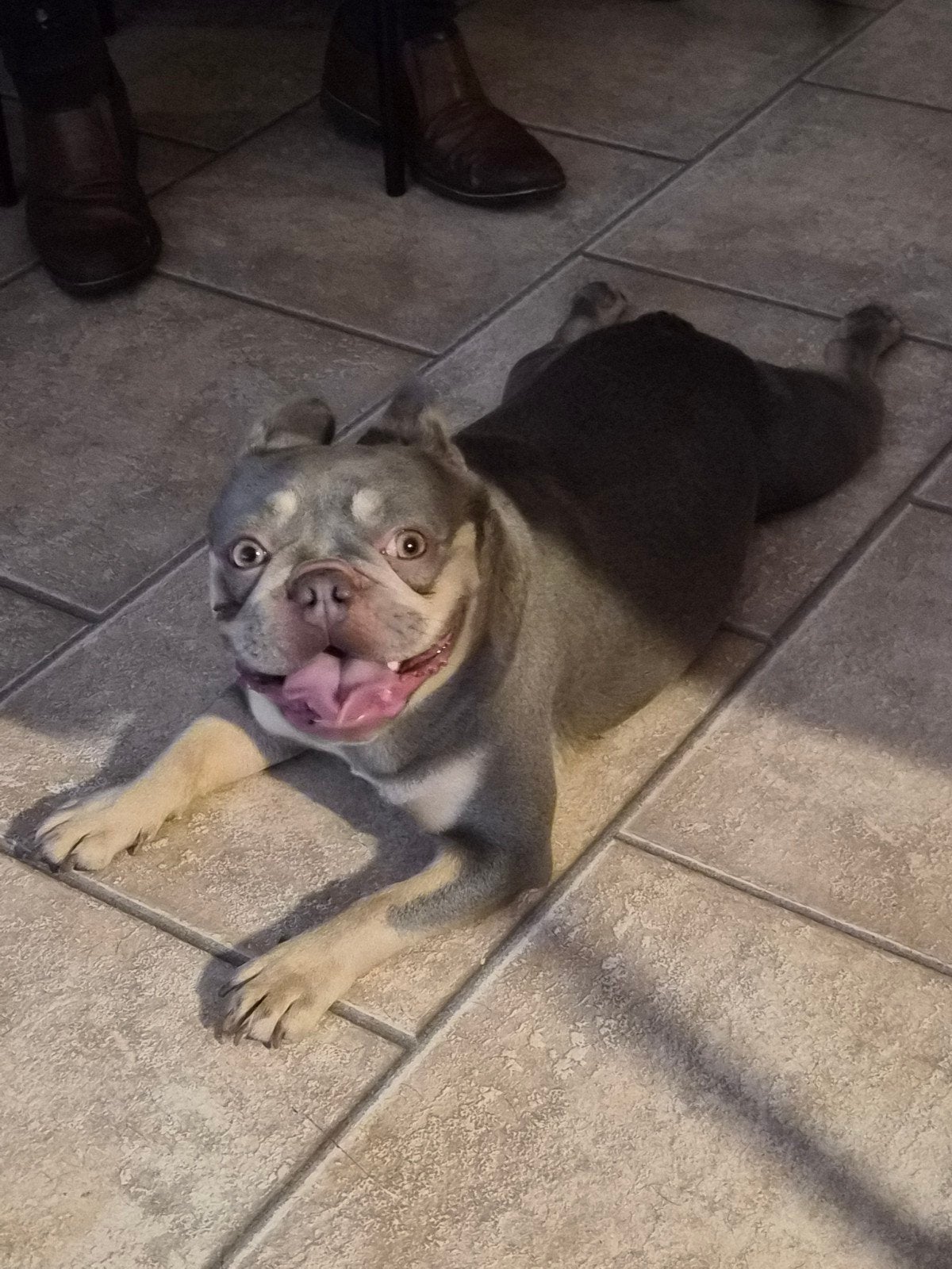 franse bulldog, Particulier, 1 tot 2 jaar, Buitenland, Teef