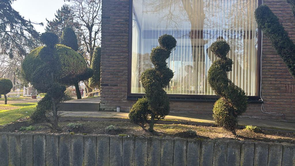 Driemaal in vorm gesnoeide conifeer bomen, 150cm hoog, Volle zon, Vaste plant, Bloeit niet, Ophalen