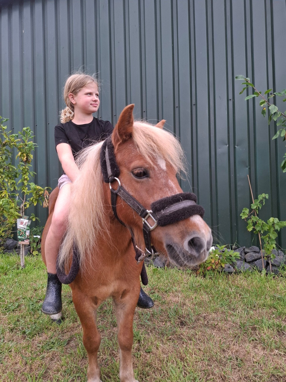 Superlieve kinder-/troetel shetlandmerrie, Merrie, A pony (tot 1.17m), Gechipt, 11 jaar of ouder