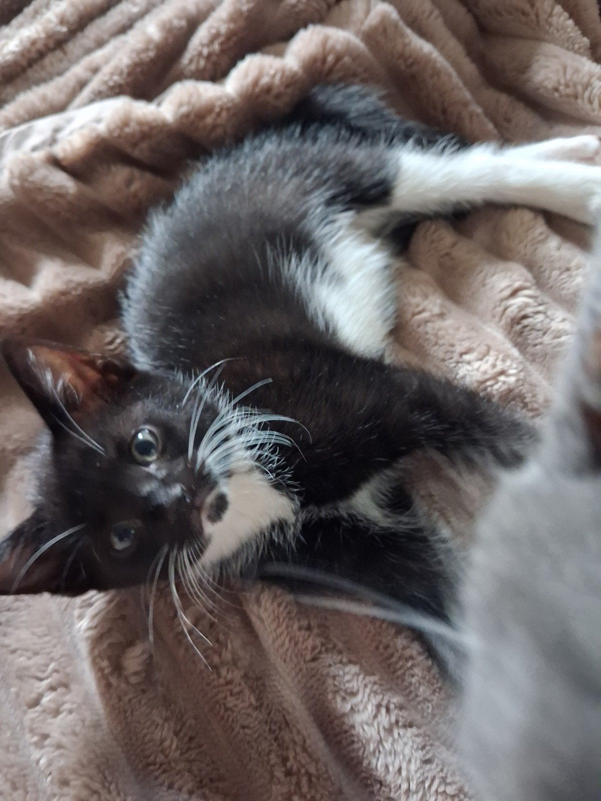 Lieve  en speelse zwart witte kitten!, Poes