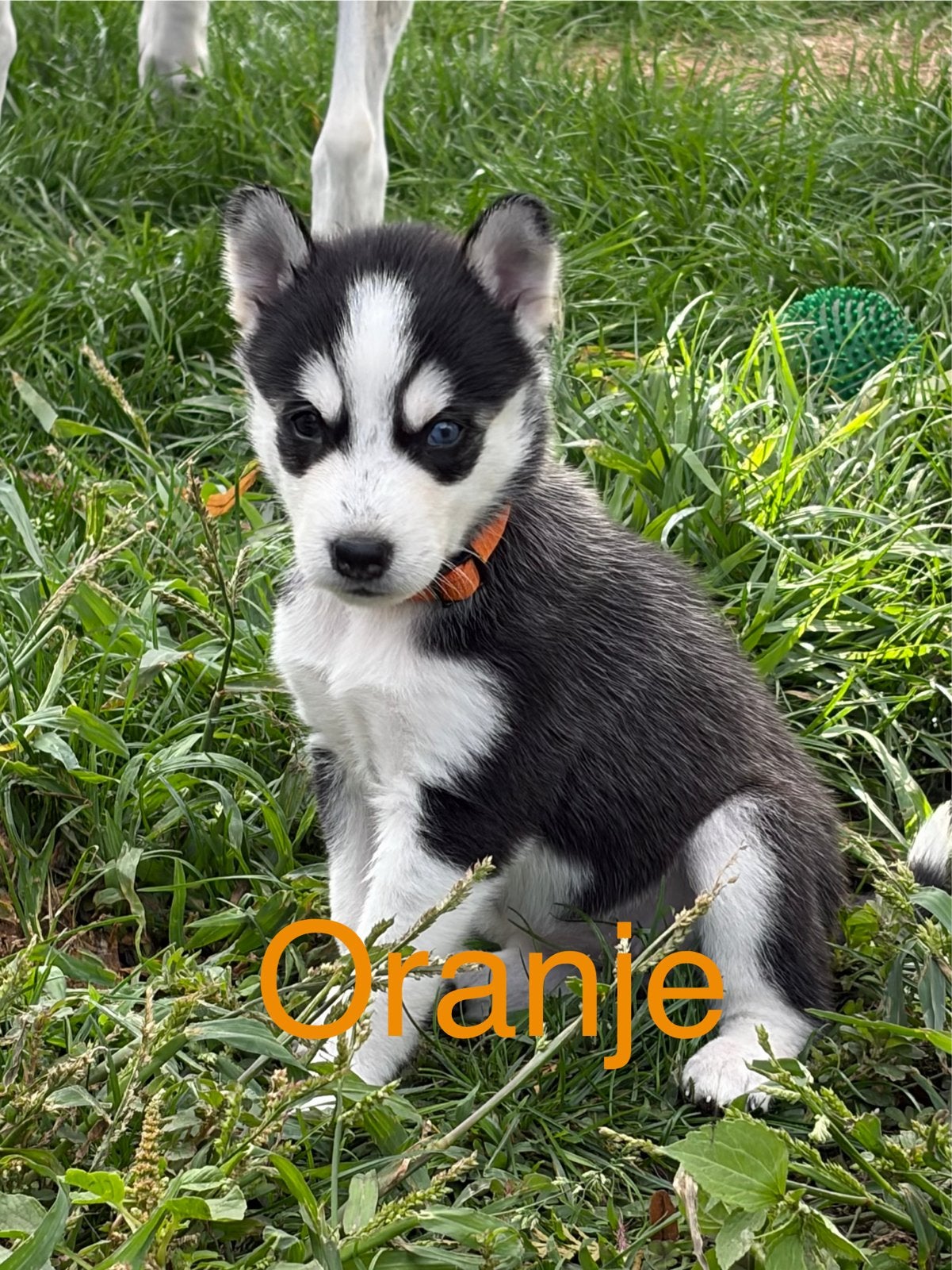 Husky pup (teefje) te koop, 8 tot 15 weken, CDV (hondenziekte), Meerdere, Meerdere dieren