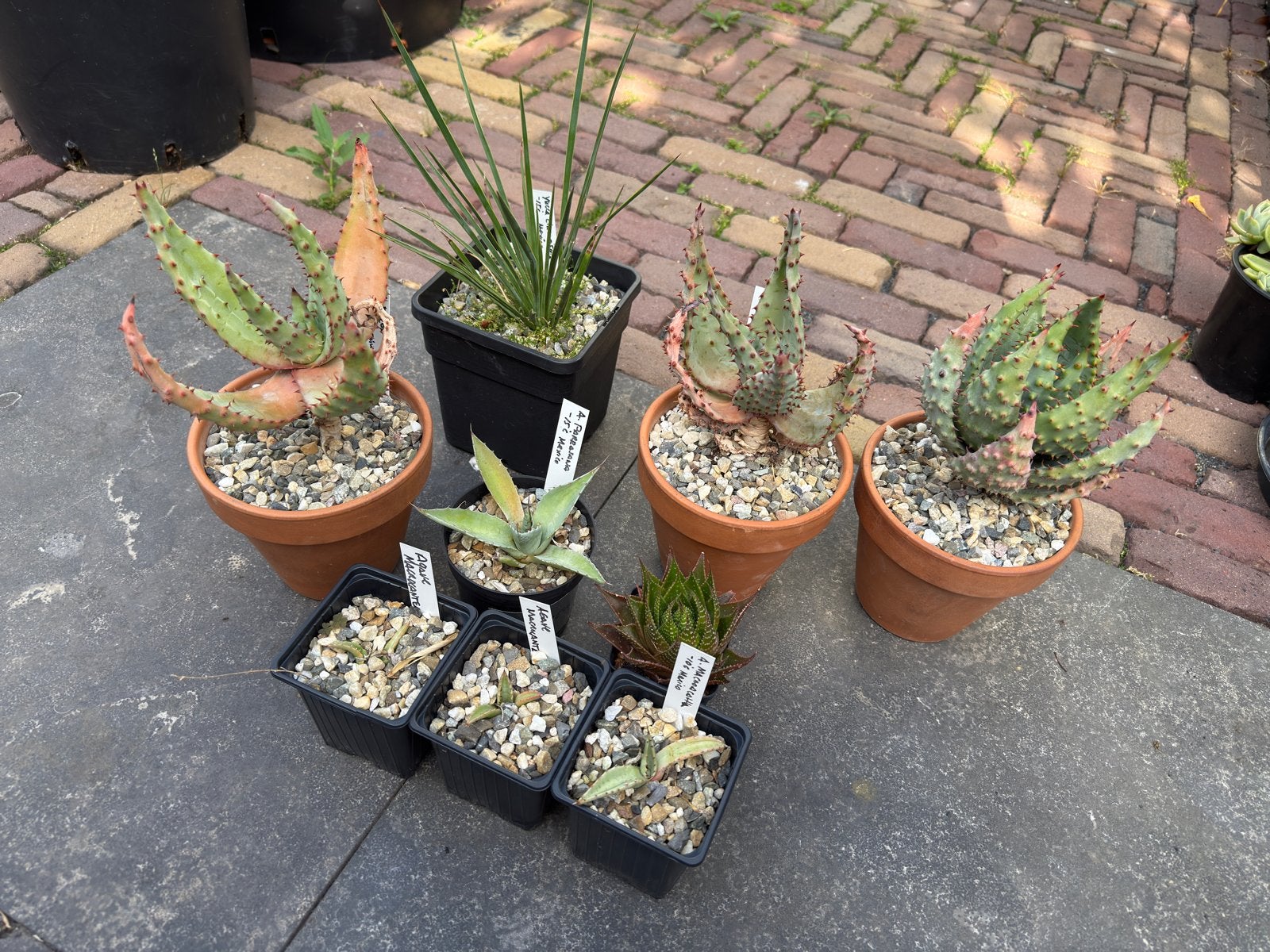 Leuke vetplanten collectie, Huis en Inrichting, Ophalen, Volle zon, Minder dan 100 cm