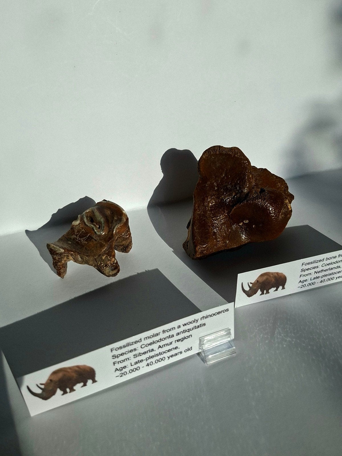 Wolharige neushoorn KIES + BOT fossielen set, Ophalen of Verzenden, Fossiel