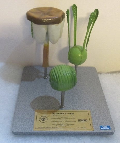 vintage oude botanische bloem modellen Brendel Osterloh, Antiek en Kunst, Verzenden