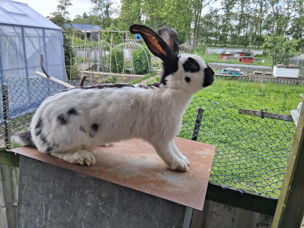 Groot Lotharinger IJzergrauw, Dieren en Toebehoren, Vrouwelijk, Groot, 0 tot 2 jaar