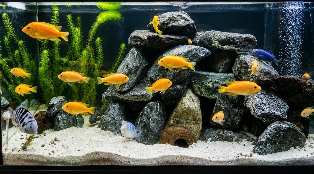 malavi vissen 4, Dieren en Toebehoren, Vis