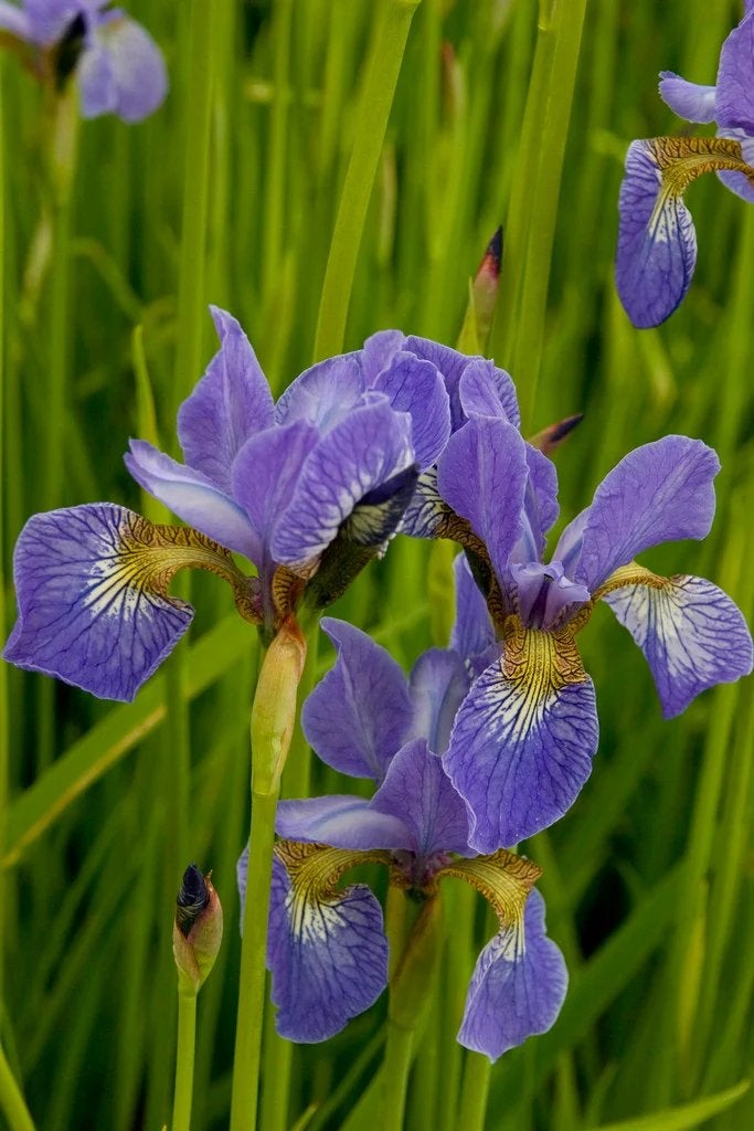 Blauwe Iris Perry's Blue - Vaste plant voor uw tuin, Volle zon, Vaste plant, Lente, Ophalen
