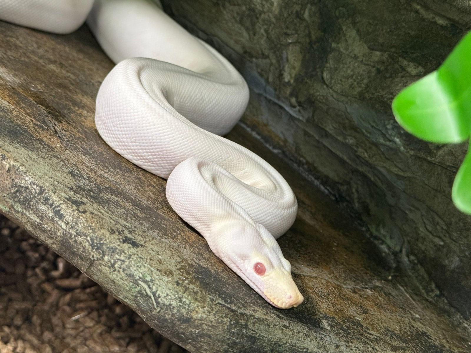 Boa constrictor.  Blizzard kahl albino rdr bea. 1.0. Boa Constrictor photo 2