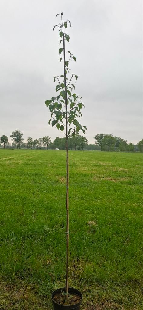 Betula albosinensis. Chinese rode berk, Tuin en Terras, Planten | Bomen, Ophalen, Bloeit niet, Volle zon, Overige soorten