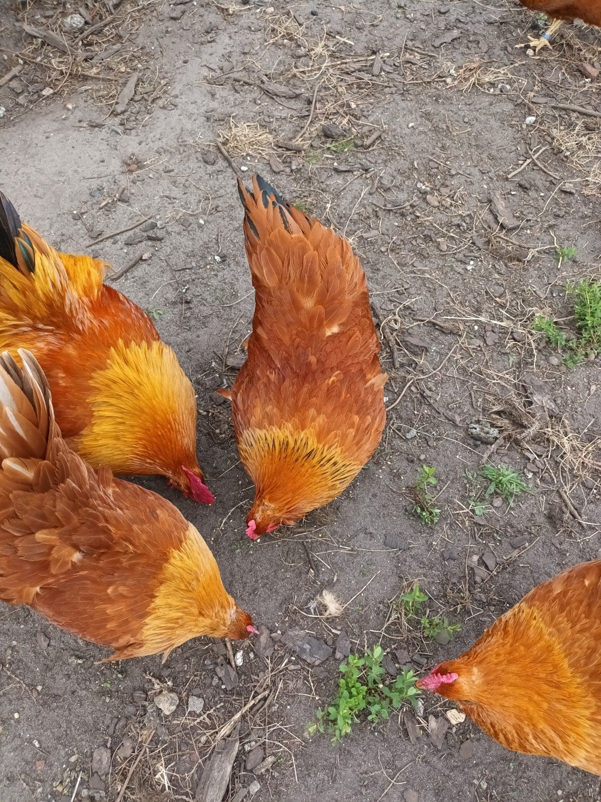 broedeieren new hampshire, Geslacht onbekend, Kip