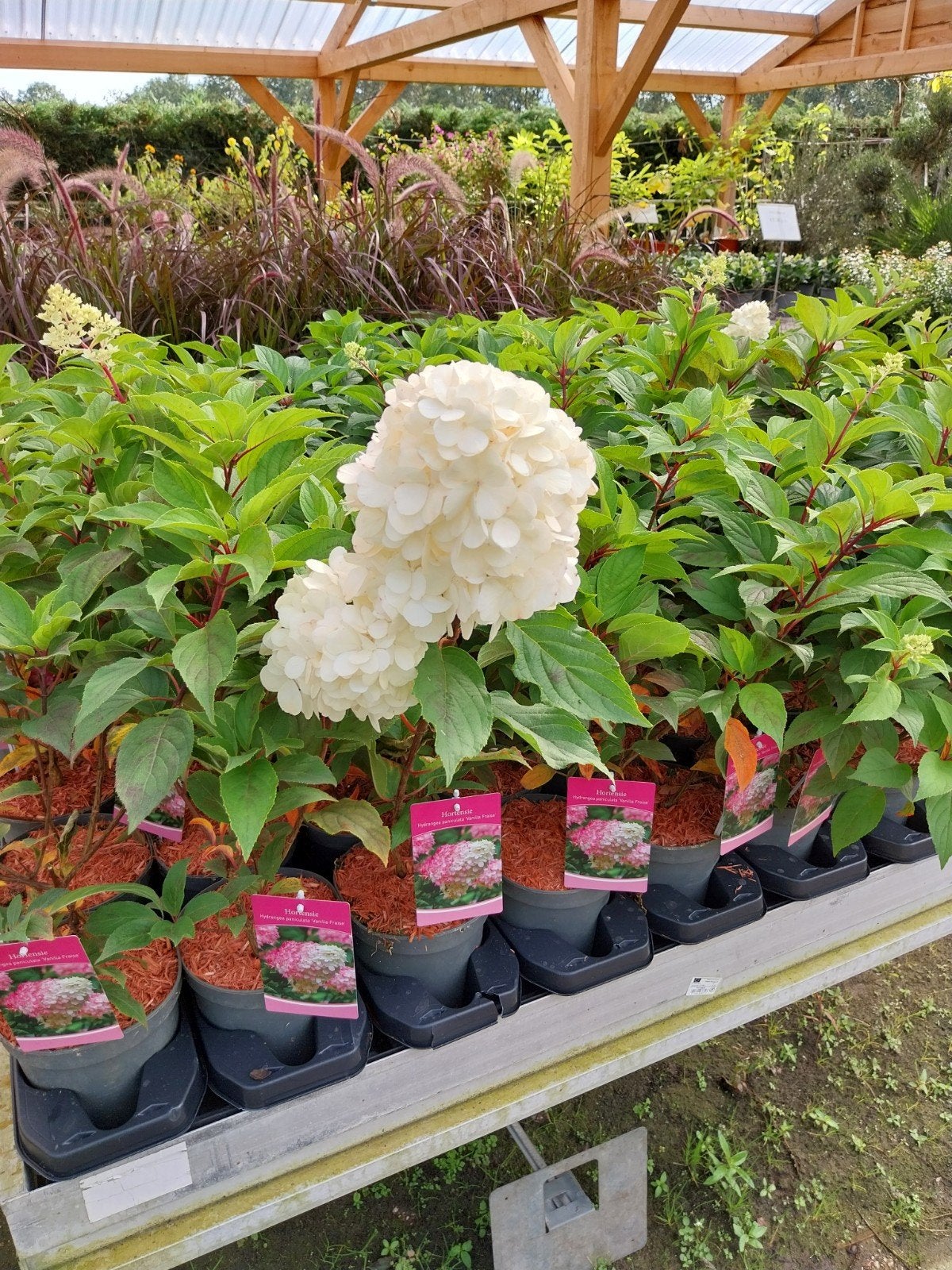 Hortensia 'Vanille Fraise' - Hydrangea paniculata, Vaste plant, Halfschaduw, Zomer, Ophalen