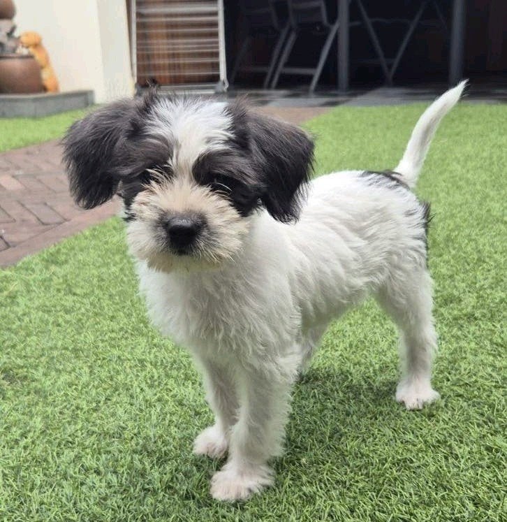 Boomer x Poedel pups, Parvo, 8 tot 15 weken, Meerdere, Meerdere dieren