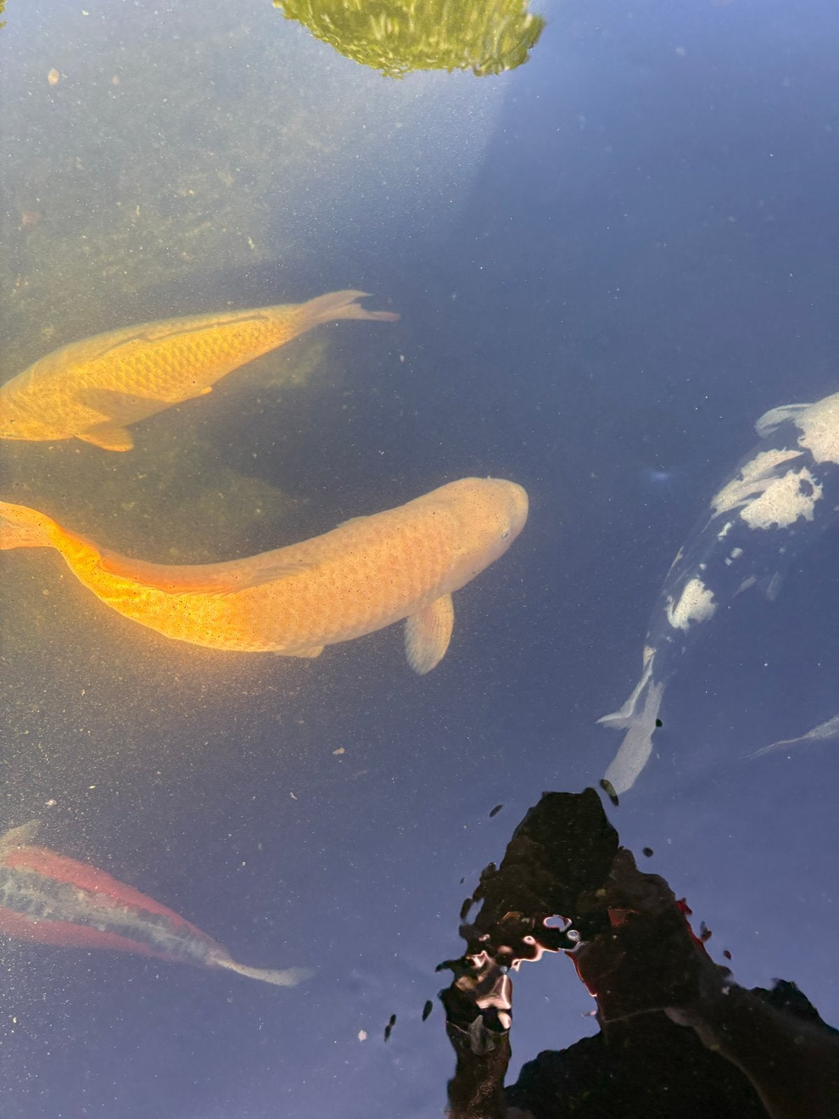 Karasigoi 65 cm koi