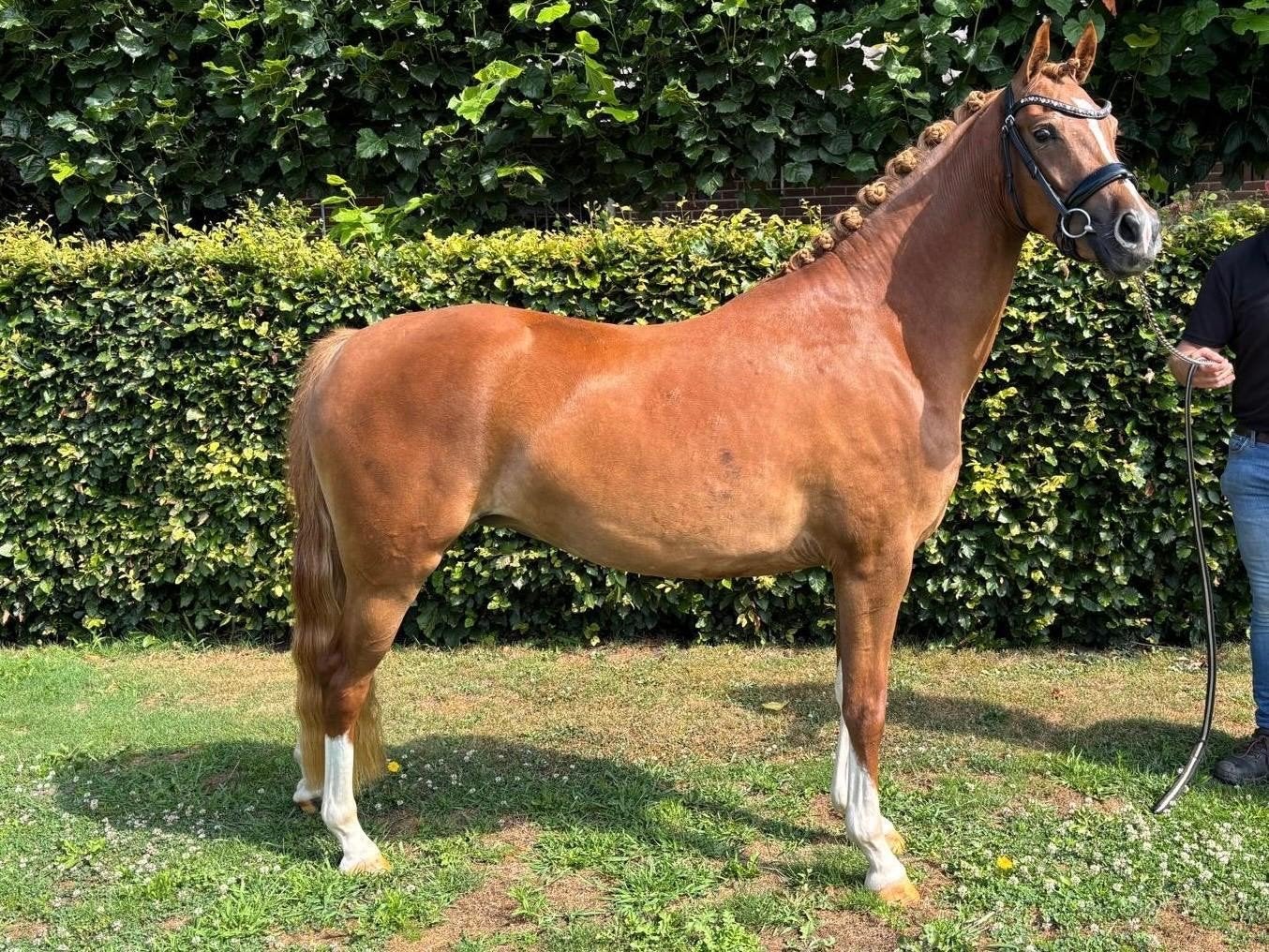3 jarige merrie van FS Next Diamond, Dieren en Toebehoren, Pony's, Merrie, Dressuurpony, 3 tot 6 jaar, Onbeleerd