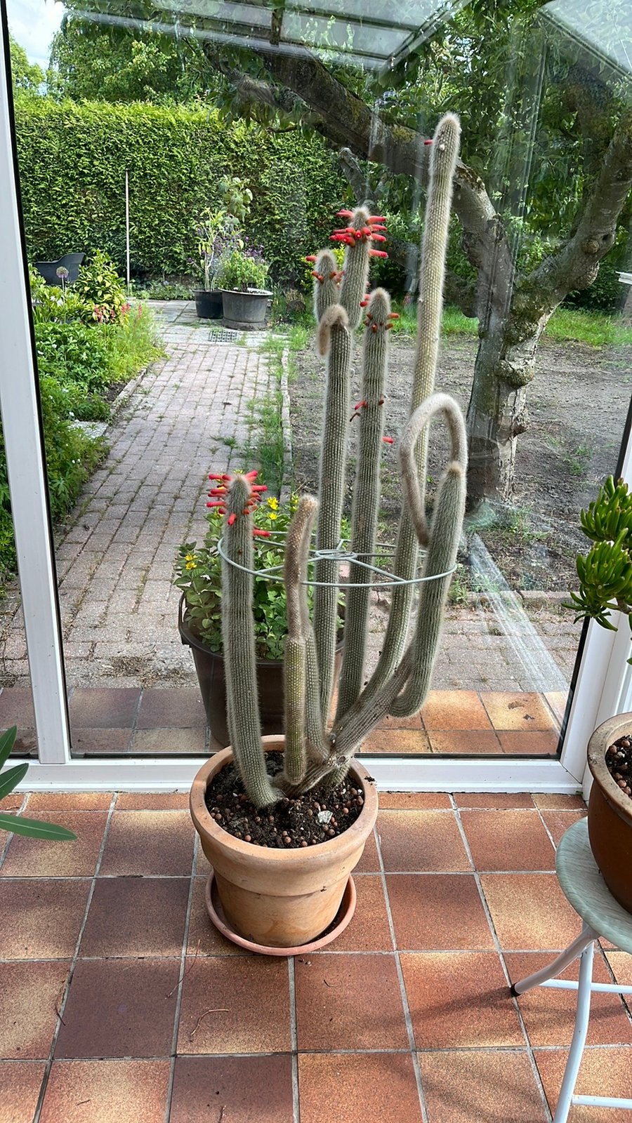Cleistokaktus- ca 50 jaar oud, Tuin en Terras, Volle zon, Vaste plant, Zomer, Ophalen