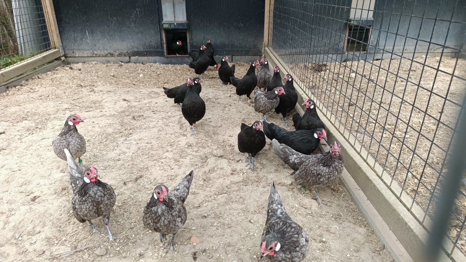 Java Kriel Trio zwart dwerghoender, Dieren en Toebehoren, Meerdere dieren, Kip