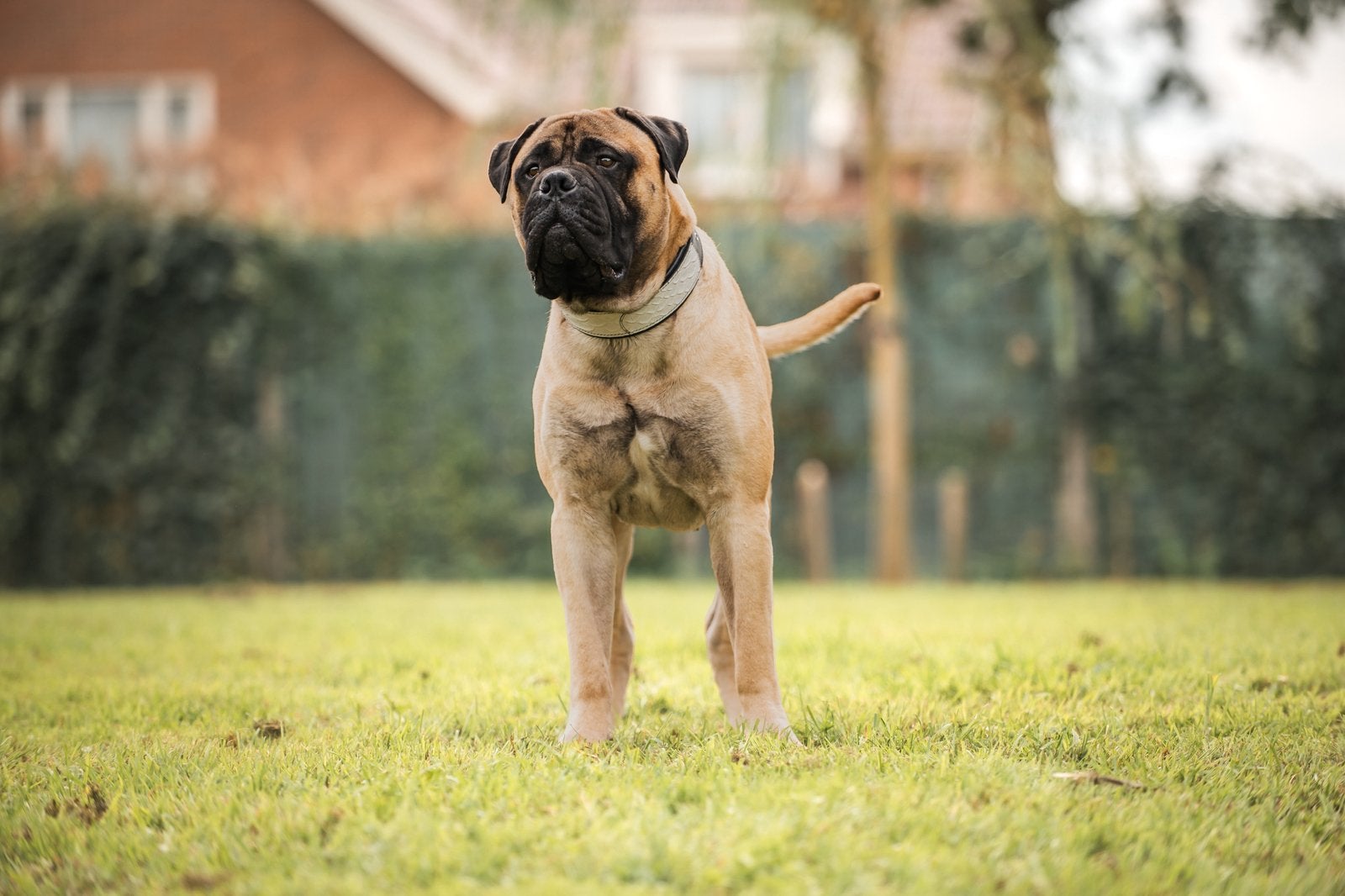 Bullmastiff dekreu, Nederland, Reu, CDV (hondenziekte), Meerdere