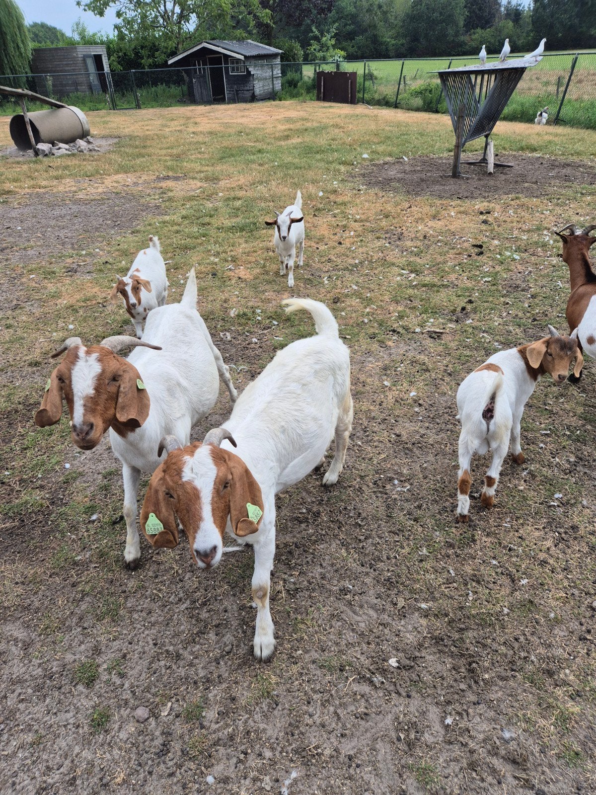 Boergeiten, Dieren en Toebehoren, Vrouwelijk, Geit