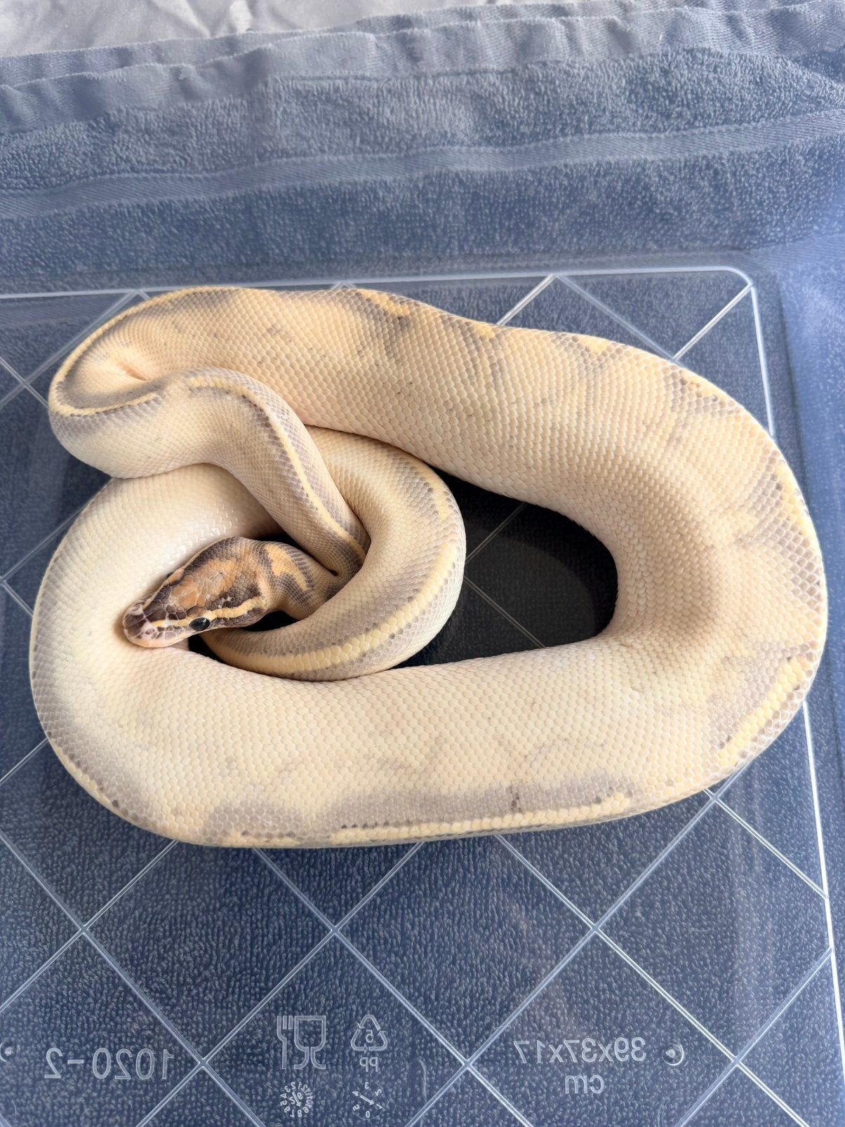 Koningspython 1.0 Ball Python - male for sale from Nettie