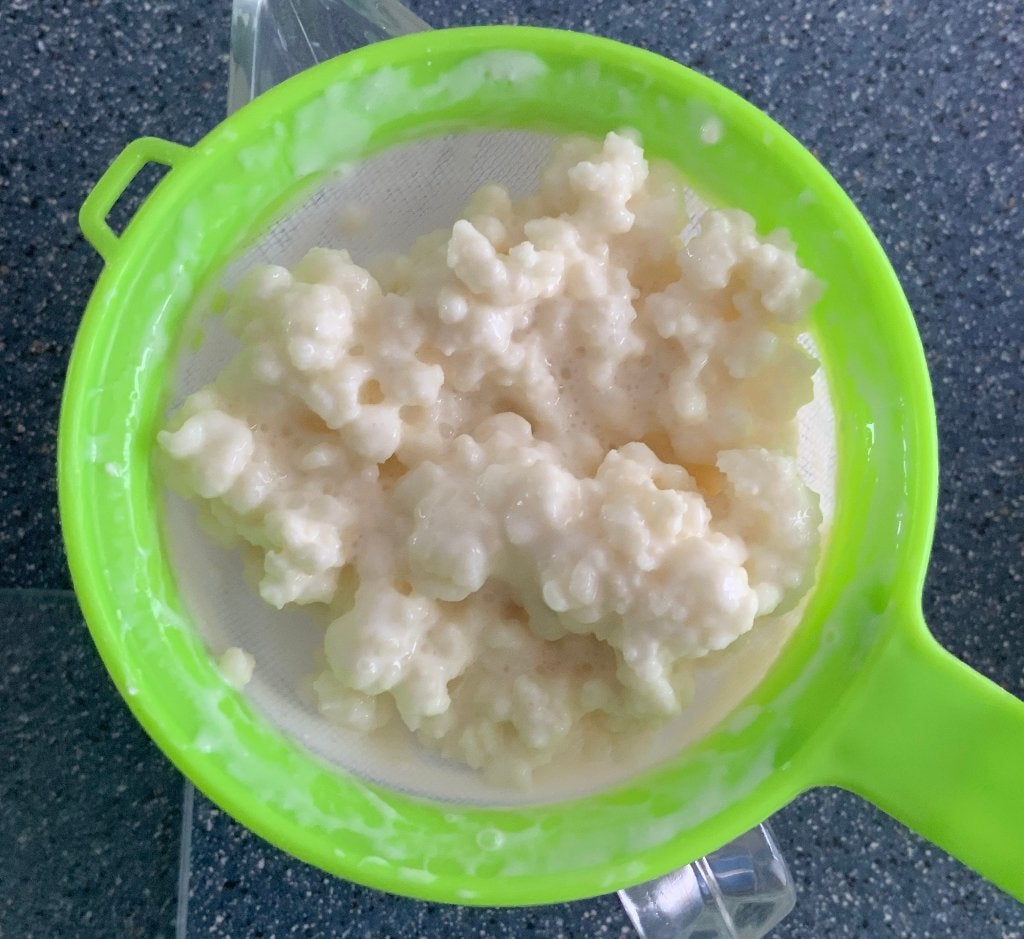 Te koop Tibetaanse Melkkefir korrels/starter, Ophalen