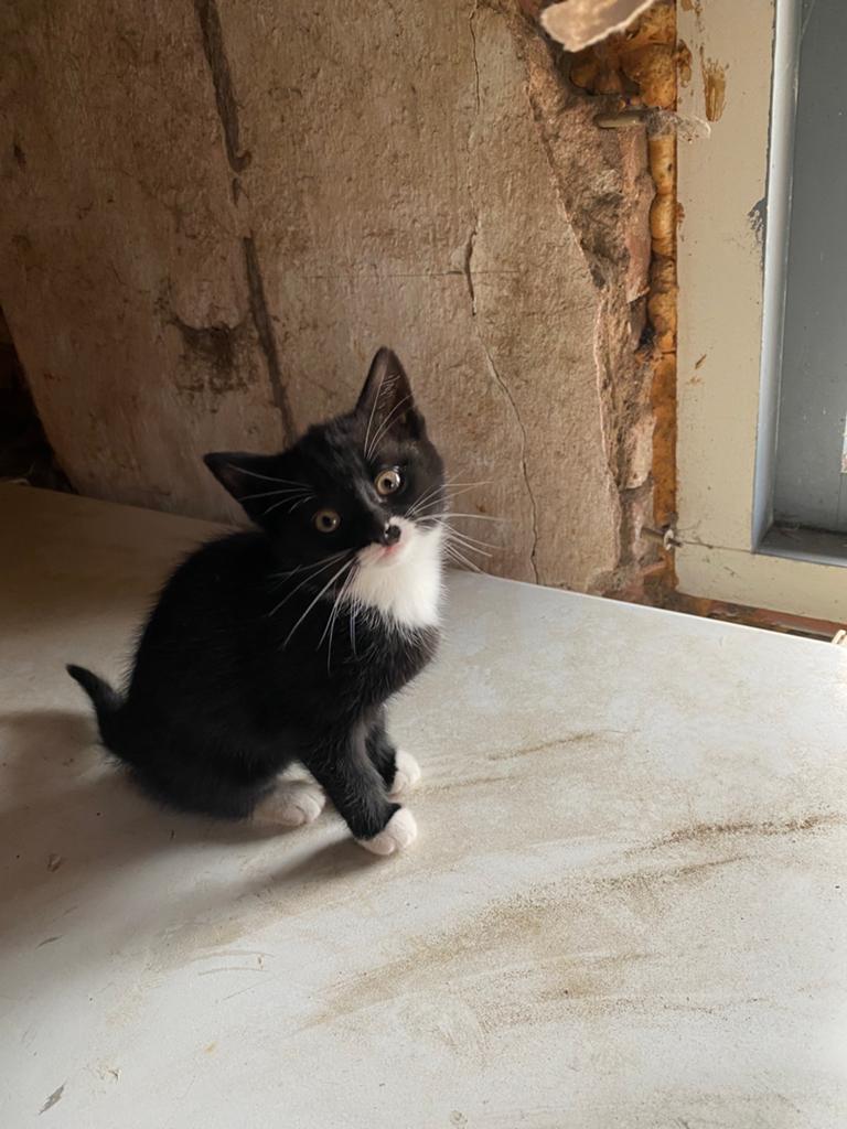 Twee lieve boerderijkittens, Dieren en Toebehoren, Katten en Kittens | Overige Katten, Poes