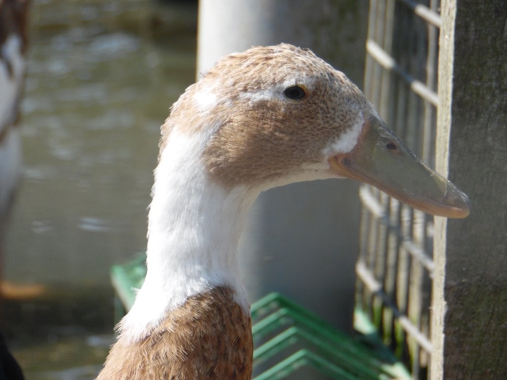 Indische loopeenden | Groot aanbod in verschillende kleuren, Meerdere dieren, Eend