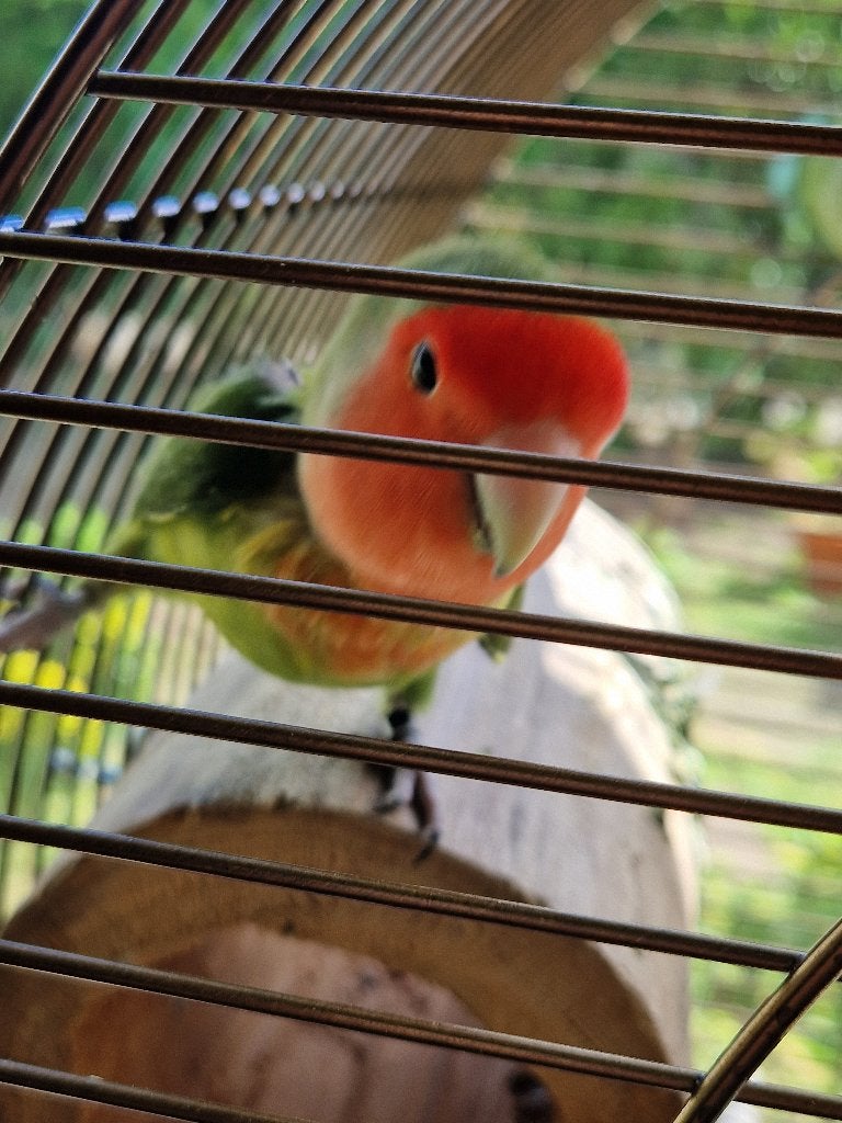 Nieuw huis gezocht voor lieve agapornis, Dieren en Toebehoren, Vogels | Parkieten en Papegaaien, Mannelijk, Dwergpapegaai of Agapornis