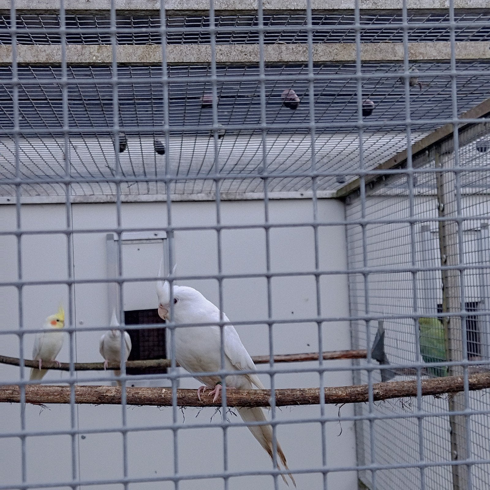 koppel valkparkieten plus jong, Dieren en Toebehoren