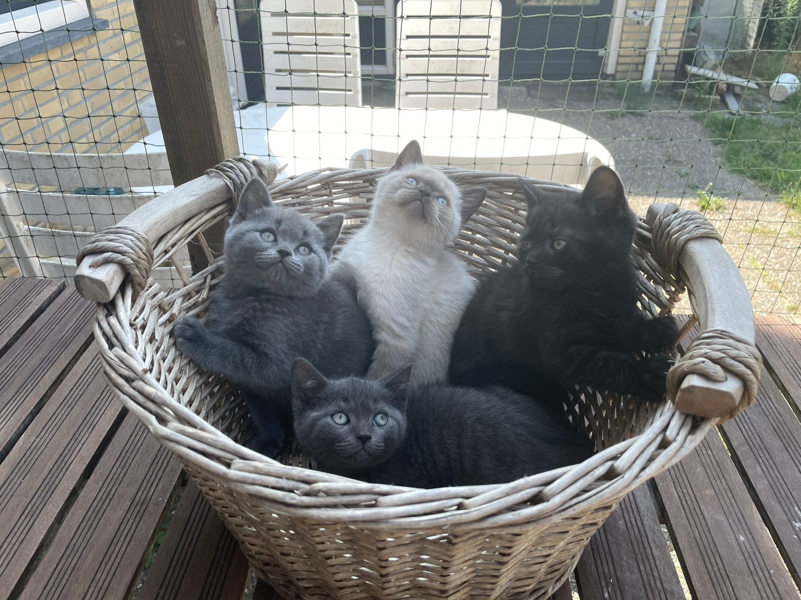 Prachtige raszuivere Britse Korthaar kittens, Dieren en Toebehoren, Meerdere dieren, Ontwormd, 0 tot 2 jaar