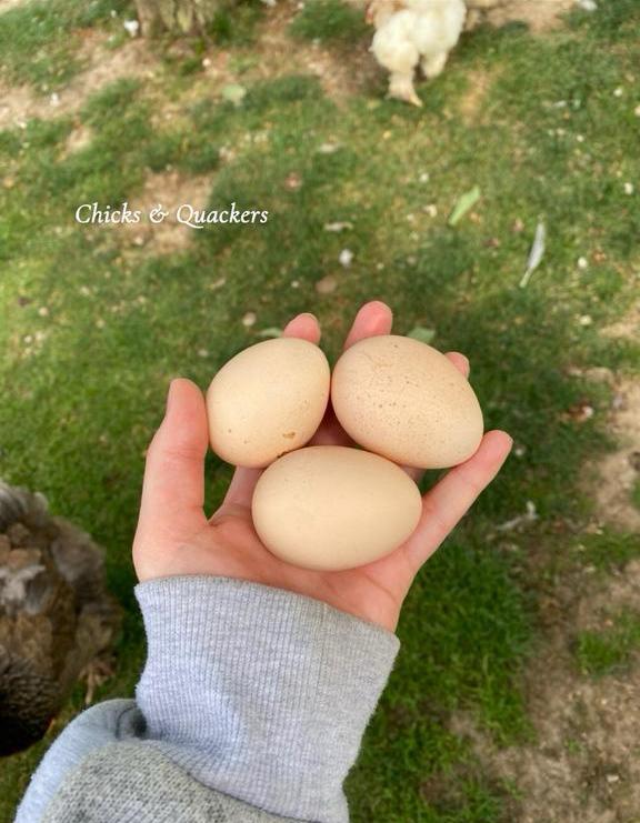 Brahma broedeieren - Raszuiver! 🥚, Dieren en Toebehoren, Pluimvee, Kip, Geslacht onbekend
