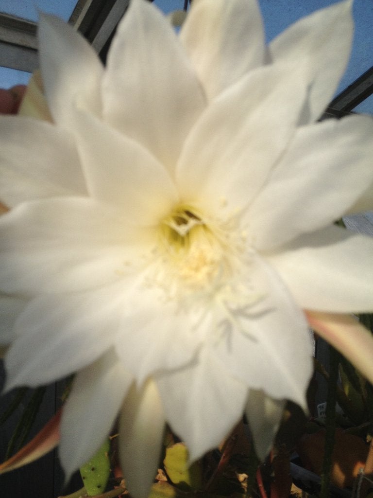 epiphyllum cactus elvenbein gewortelde stekken, Minder dan 100 cm, Bloeiende kamerplant, Halfschaduw, Ophalen of Verzenden