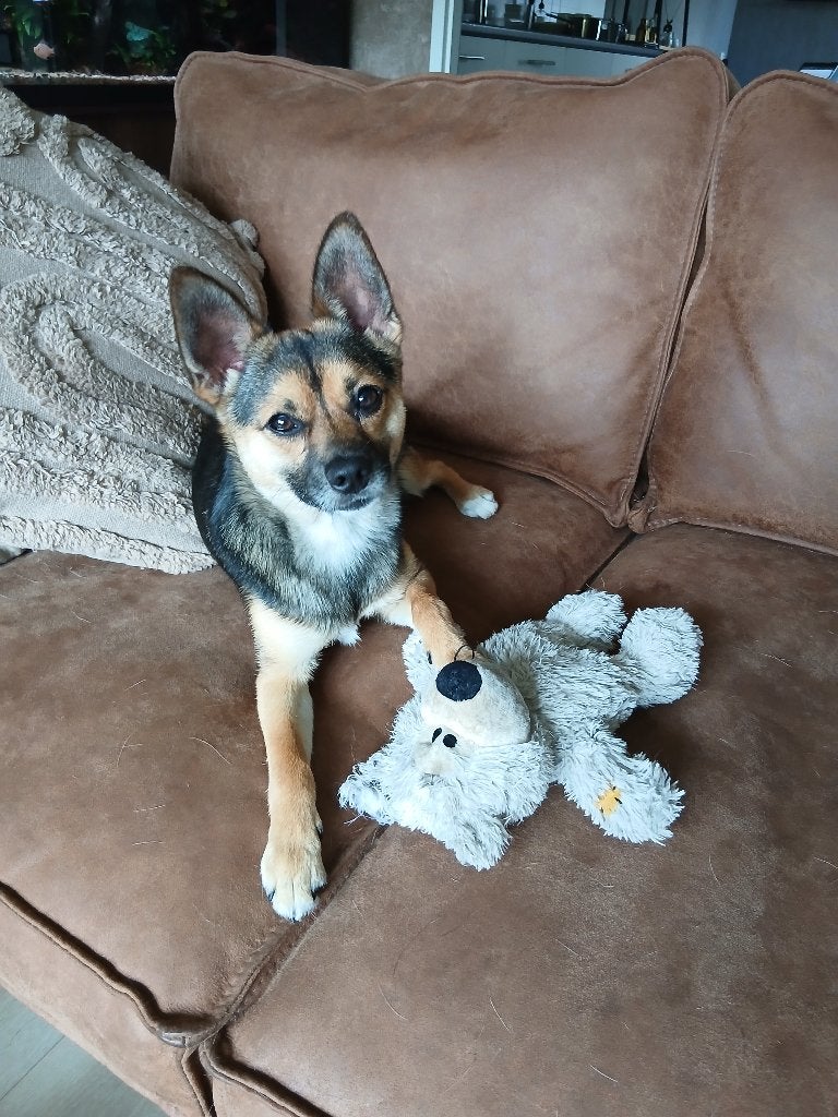 BRAM, Jackarian Jack Russel/Pomeriaan, Dieren en Toebehoren, Honden | Niet-rashonden, 15 weken tot 1 jaar, Reu, Parvo, Eén hond