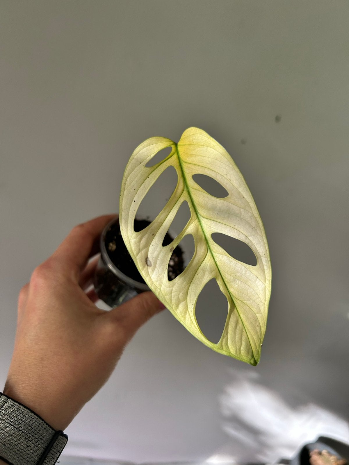Monstera Adansonii Albo Variegata - Zeldzame Stek, Ophalen of Verzenden, Halfschaduw, Minder dan 100 cm